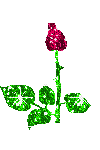 rose - simple pretty red rose
