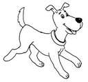 Cute Doggie - Isnt he cute doggie?