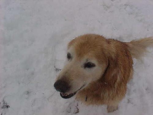 Jake - Jake - our Golden Retiever