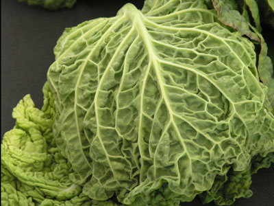 Savoy cabbage - Just incase you are not sure which one it is, it&#039;s the one pictured above, all wrinkly and crinkly!!!