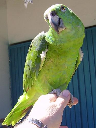 My Parrot, LoLo - This is a photo of my parrot LoLo.