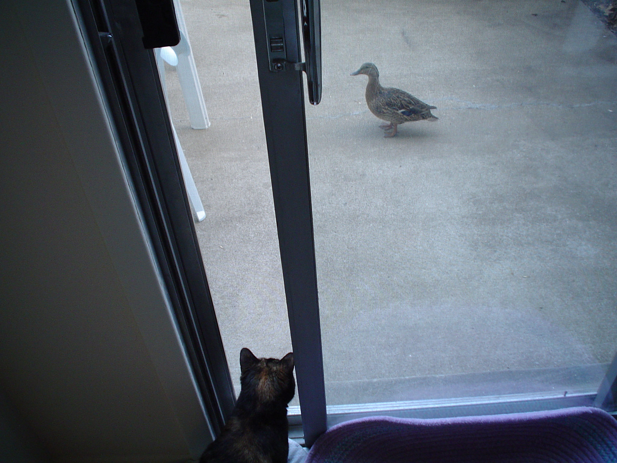 My Cat Minnie - My lovely kitty saw this duck outside.  I was able to capture the two of them checking each other out.  I was amazed that the duck didn't run since the patio door was open and the cat was trying to communicate with it!!!