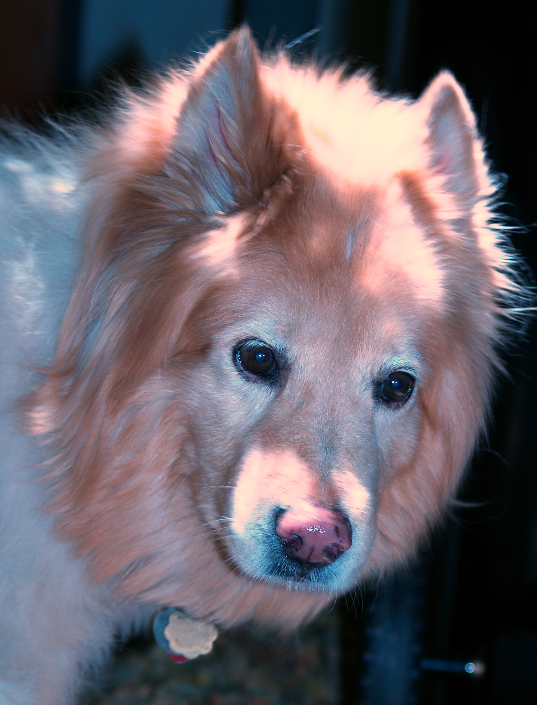 Chewie - My chow mix dog