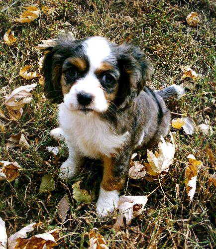 Zoey - heres are family puppy. Zoey. Shes mostly my daugthers. She a king charles cavilair and cocker spanial. shes a cockalair.