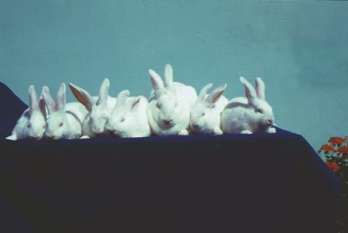 rabbit  - new zealand white