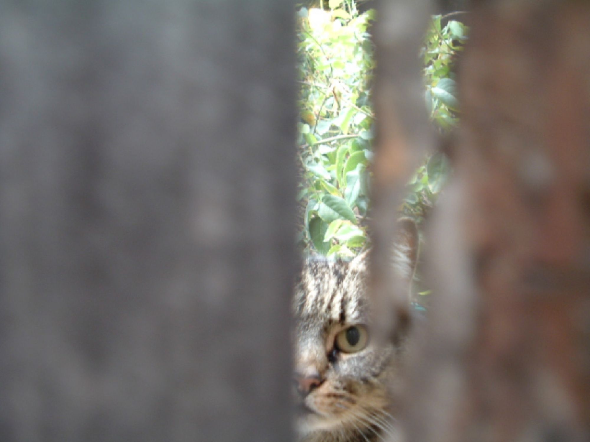 Tyger - This is Tyger back when she was still feral. The only way to get close to her was through the knot hole.