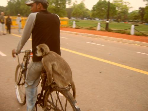 Ancestors? - Monkey riding on a bicycle. This is at Delhi, India Gate.