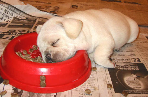 Dog Sleeping in Food Bowl - This is a dog sleeping in its food bowl.