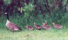 All In A Line - All-in-a-line is cute when it comes to goslings and/or ducklings--and it's even cute in children when they're waiting for the drinking fountain, getting on the school bus, taking a walking field-trip, etc.  However, this all-in-a-line mindset CAN become downright dangerous when we try to make it something that forces conformity and pans individuality--especially so when this is done with the use of designer drugs such as Ritalin.