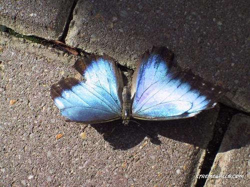 Butterfly - Isn't it beautiful!!