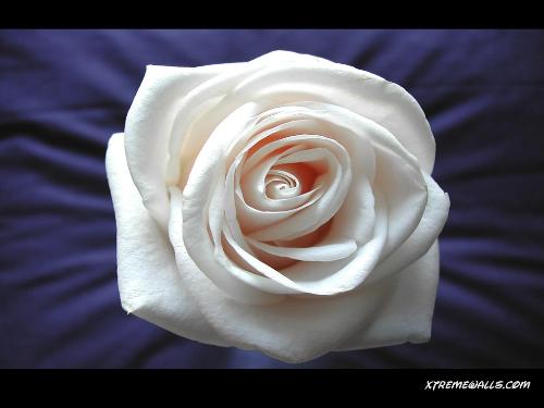 White Rose - One of the most beautiful creations of The God. White Rose - One of the most beautiful creations of The God.