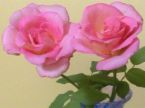 'pink rose' - none