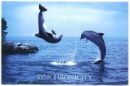 dolphins - I think dolphins are so pretty.