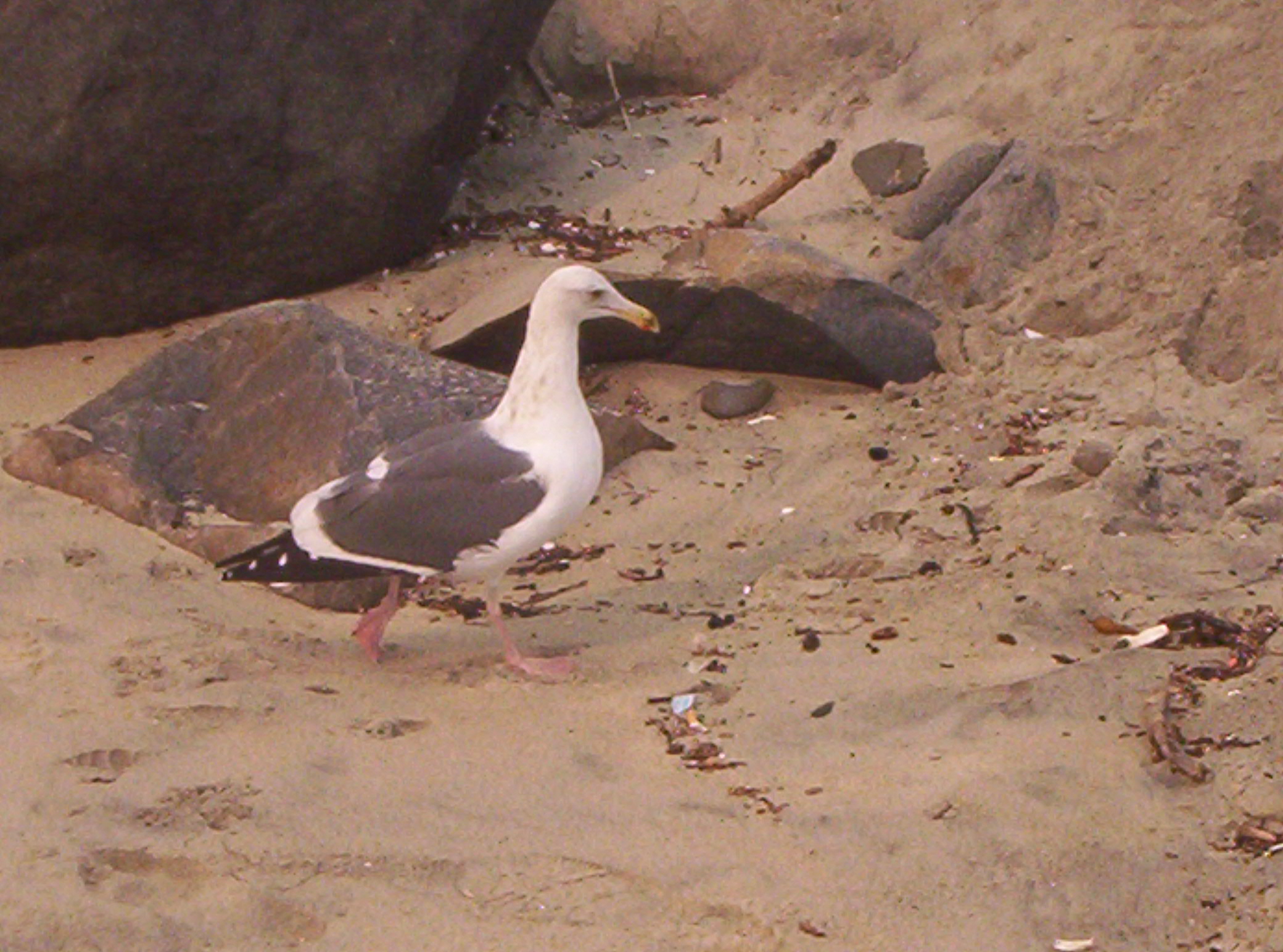 sea gull - i pic i took while at the beach ans yes i really go that close. it was about 3 to 4 feet away. it was so cool
