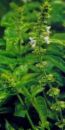 the best - basil adds a lot to your italian dishes and just about anything