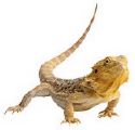 here lizard lizard - they are one of the coolest and fun to watch pets to have