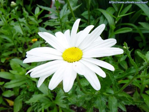 daisy - daisy flower