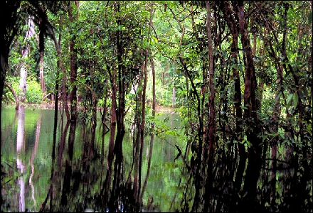 amazonas river - amazonas river