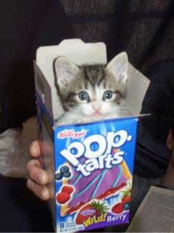 poptart anyone?