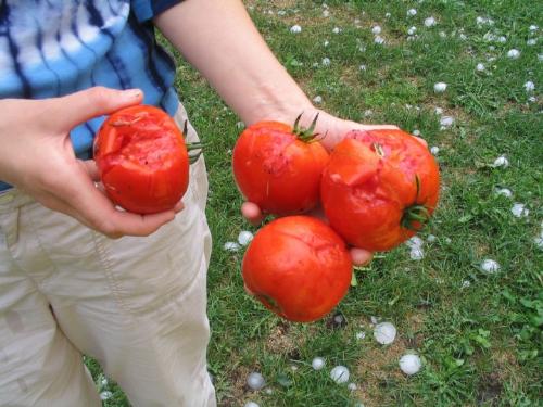 Tomatoes - Tomatoes