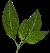 Salvia D. Leaves - Salvia Divinorum Leaves.