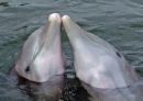 dolphins - dolphins