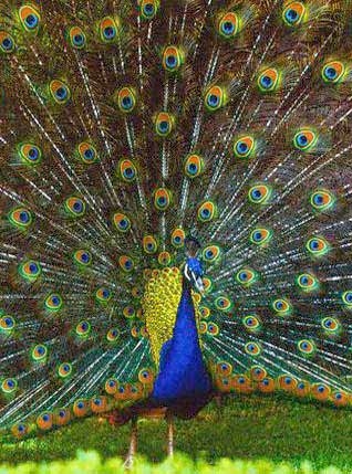 peacock - peacock
