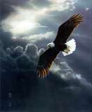 eagle - eagle