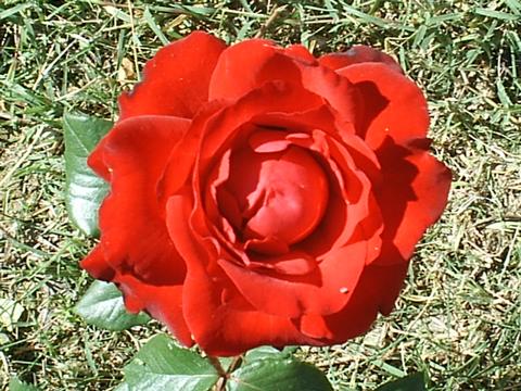 Rose - Red rose