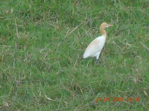 Green grass - Photographed at a farm in Mysore