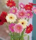daisy for you - the worlds most elegant but simple flower