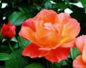 Peace Rose - This is a type of rose called a peace rose.