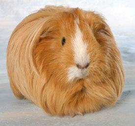 pig - pig