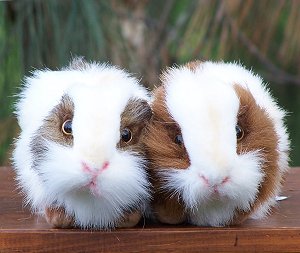 guine pig - pig