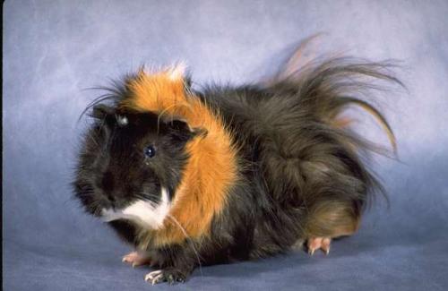 pig - pig
