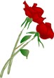 rose - my name is reynarose