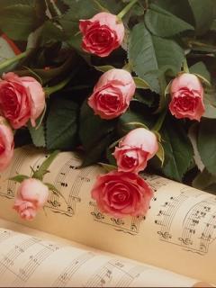 Roses - Roses