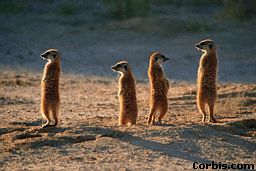 animals