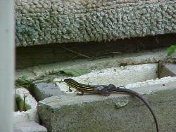 Lizard - Here&#039;s a lizard!