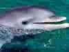 dolphin - dolphin in water