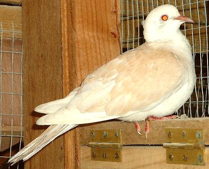 dove - i like dove soooo much