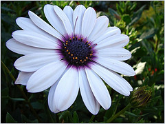 gardening - flower