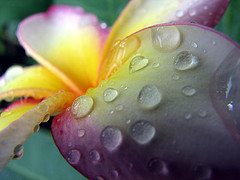 flower - Gardening