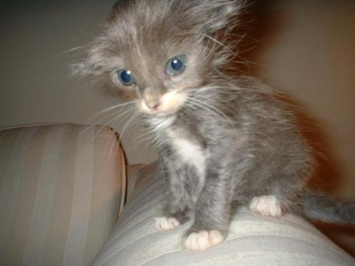Cats - Poor little cat looks just like Yoda..