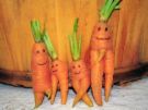 carrots - carrots