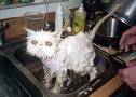 funny cat - Poor wet cat