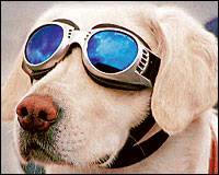 Dog Glasses - Dog Glasses