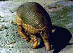 Giant Armadillo - The giant armadillo (biological name - Priodontes maximus, or Priodontes giganteus) is the largest member of the armadillo family. It is an endangered species, living in tropical rainforests in South America, near termite mounds. They primarily feed on termites and certain ants and will consume a whole termite mound population once discovered. Giant armadillo's are easily distinguishable from other armadillo's by their huge size. They can weigh up to 26 kg and reach 90 cm in length. They are also known for their burrowing techniques. When a termite mound has been eradicated, they will bury themselves in the remains and rest there before moving on. It is believed that the giant armadillo is also a good swimmer. The giant armadillo was classified as Extremely Endangered by the World Conservation Union's Red List in 2002,