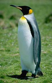 King penguin - King penguin