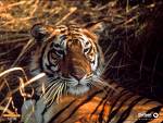 Laying Tiger - Laying Tiger